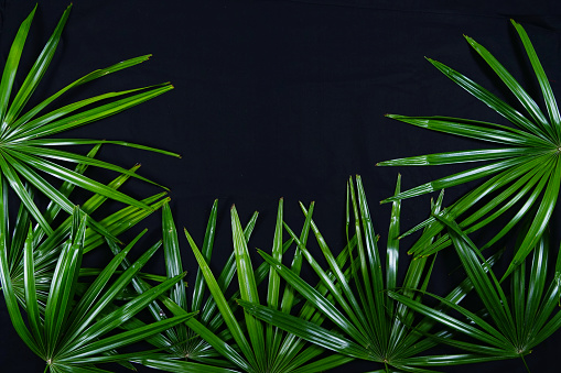 Palm leaves on black paper,texture background