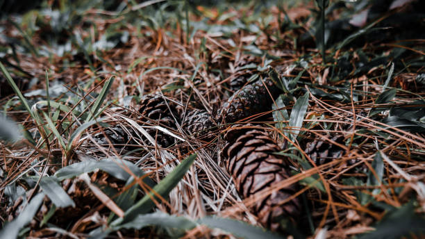 istock pine cone fell on the ground overgrown with green grass 1334266191