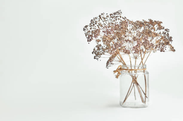 dried dill flowers in a glass jar on a light background