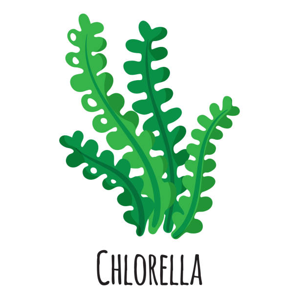 Chlorella superfood seaweed for template farmer market design, label and packing. Natural energy protein organic food. Chlorella superfood seaweed for template farmer market design, label and packing. Natural energy protein organic food. Vector cartoon isolated illustration. chlorella stock illustrations