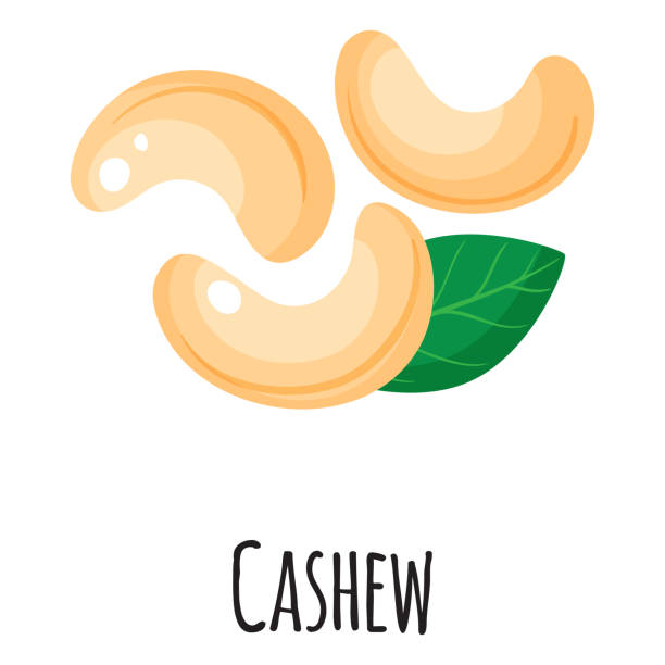 Cashew superfood nuts for template farmer market design, label and packing. Natural energy protein organic food. Cashew superfood nuts for template farmer market design, label and packing. Natural energy protein organic food. Vector cartoon isolated illustration. cashew stock illustrations