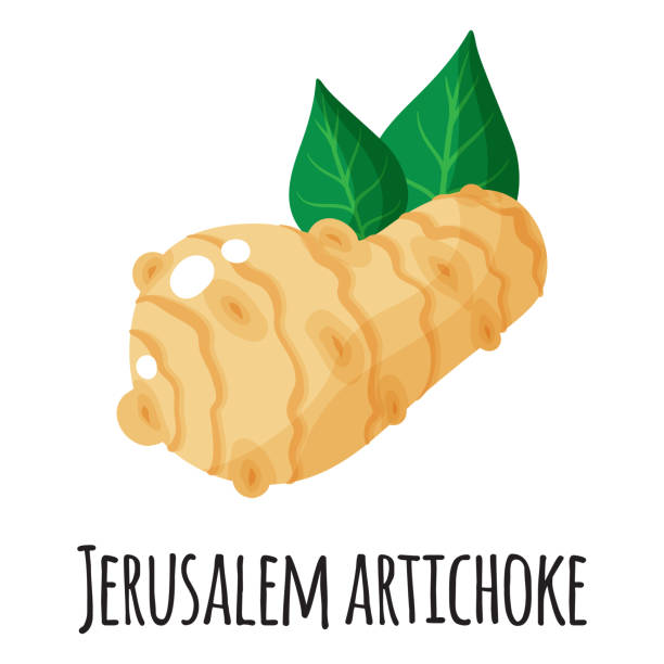 bildbanksillustrationer, clip art samt tecknat material och ikoner med jerusalem artichoke superfood root for template farmer market design, label and packing. natural protein organic food. - jordärtskocka