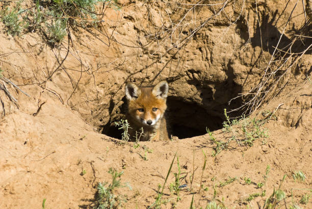 istock The fox cub looks out of the hole 1334267455