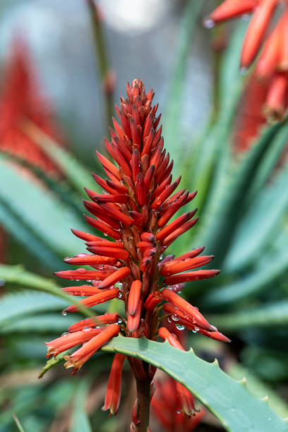 istock Blossoming thrickets of a herb Aloe Vera 1334268275