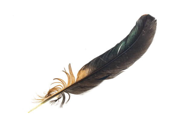 istock black and brown feathers of a rooster on a white isolated background 1334269821