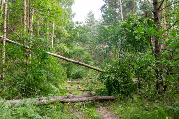 istock fallen linden trees on a forest road 1334269899