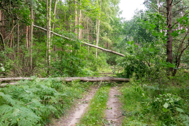 istock fallen linden trees on a forest road 1334269900