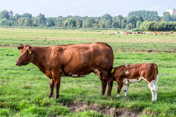 istock Calf Drinking With The Mother Calf 1334270496