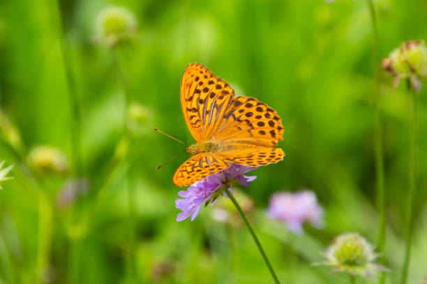 A butterfly sits on a red clover (Trifolium pratense) in bloom on the swedish countryside.