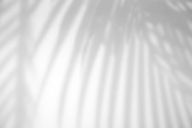 istock Realistic tropical leaves natural shadow overlay effect on white texture background, for overlay on product presentation, backdrop and mockup 1334270936
