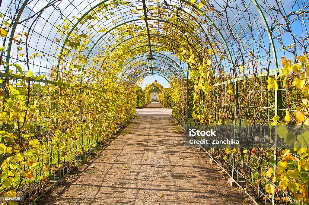 Hermoso autumnal vineyard - Foto de stock de Parra libre de derechos