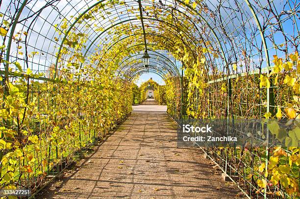 Hermoso Autumnal Vineyard Foto de stock y más banco de imágenes de Parra - Parra, Agricultura, Aire libre