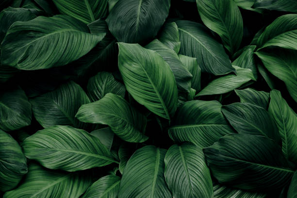 istock abstract green leaf texture, nature background, tropical leaf 1334273925