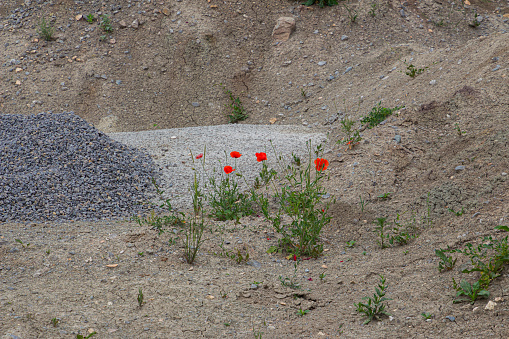 Red poppy growing on pile of rubble and gravel on a construction site