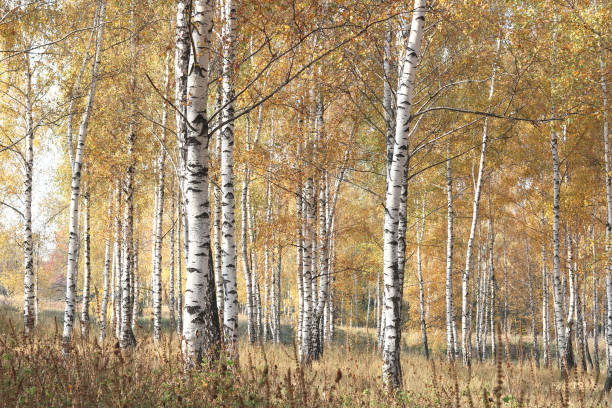 istock beautiful scene with birches in yellow autumn birch forest 1334274008