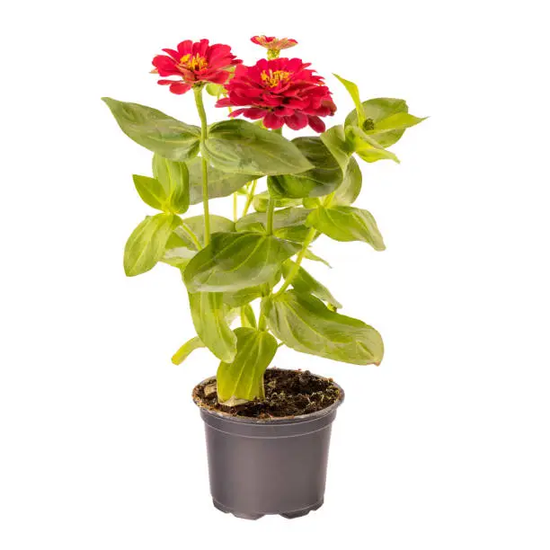 Beautiful pink zinnia flower in pot isolated on white background