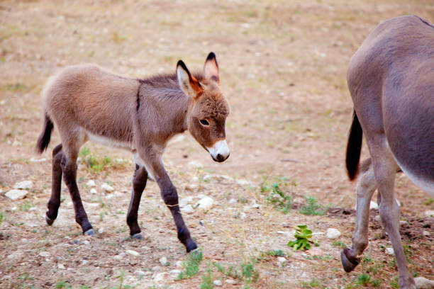 bébé mule d’âne avec sa mère - mule animal profile animal head photos et images de collection