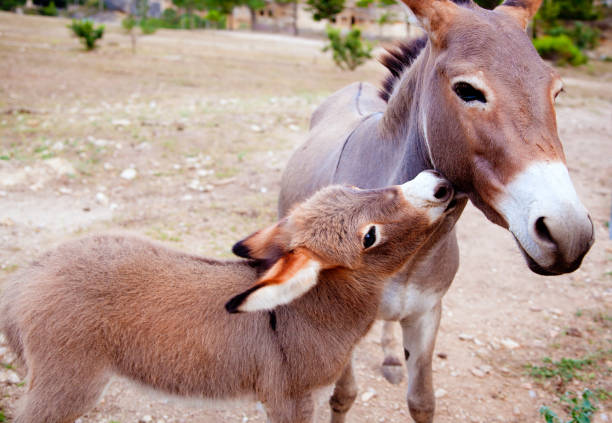 istock Baby donkey mule with mother 1334276234