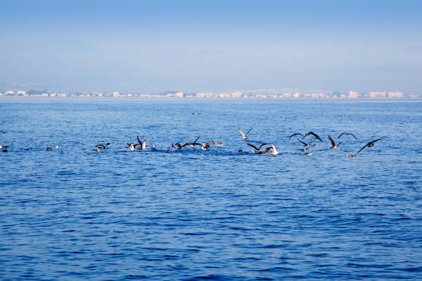 blue sea seagulls hunting and eating sardine fish on ocean