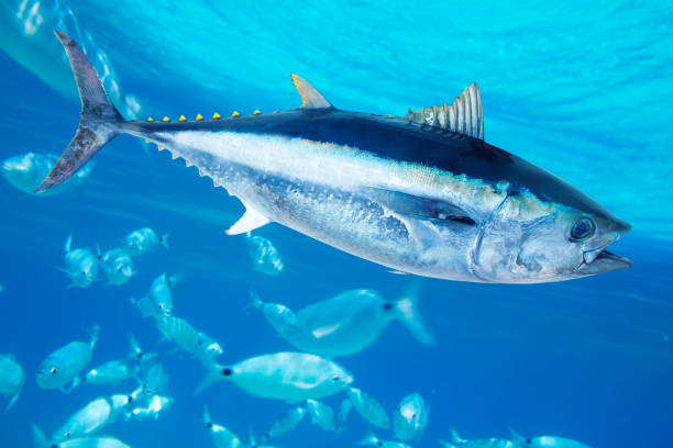 Bluefin tuna Thunnus thynnus saltwater fish Bluefin tuna Thunnus thynnus saltwater fish in mediterranean commercial tuna fishing stock pictures, royalty-free photos & images