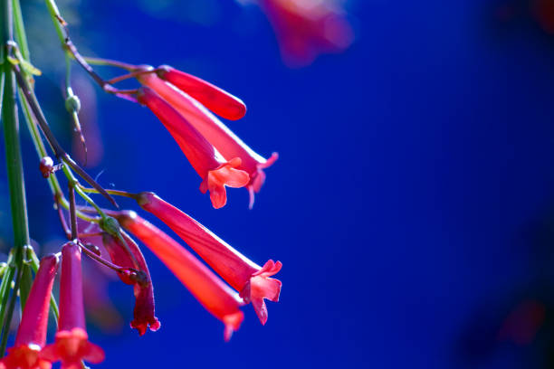 Beautiful red firecracker fern flowers on a sunny day, in front of dark Blue background.