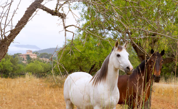 Brown and white horses in Majorca mediterranean field