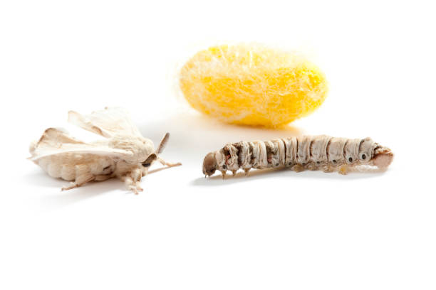 istock butterfly silkworm cocoon silk worm three stages 1334276846