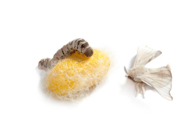 istock butterfly silkworm cocoon silk worm three stages 1334276855