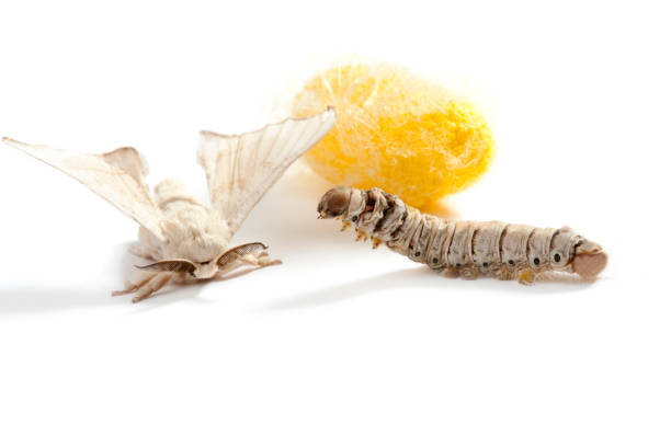 istock butterfly silkworm cocoon silk worm three stages 1334276865