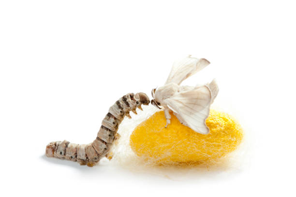 istock butterfly silkworm cocoon silk worm three stages 1334276893