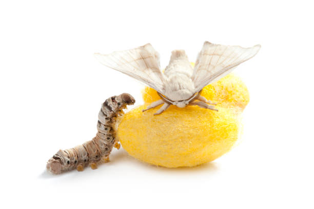 istock butterfly silkworm cocoon silk worm three stages 1334276912