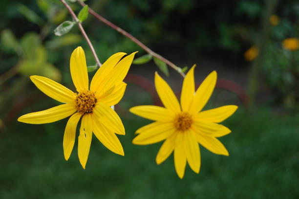 istock Flowering Jerusalem Artichoke. 1334276973