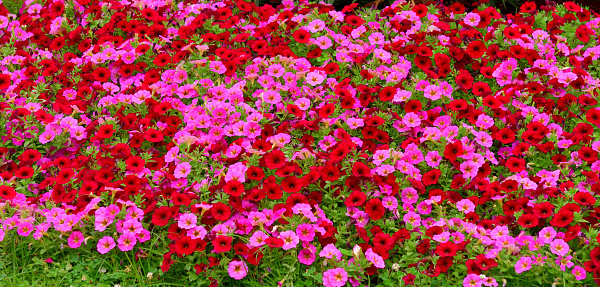 Petunia is one of the most popular garden bedding flower and repeat bloom throughout summer. You can find petunia flowers in just about every color.
