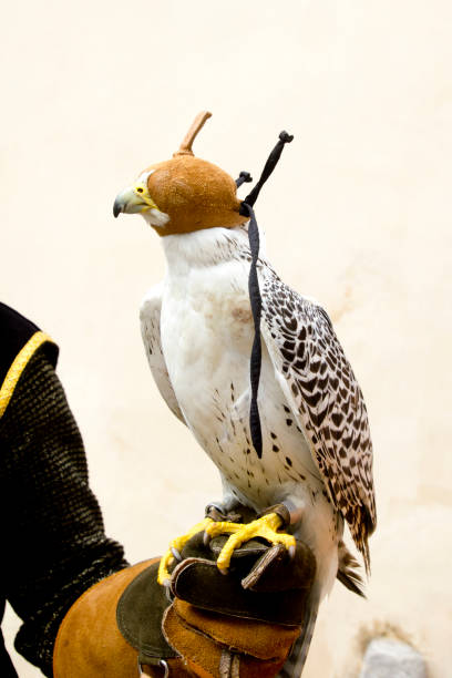 istock falconry falcon rapacious bird in glove hand 1334277977