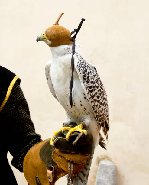 istock falconry falcon rapacious bird in glove hand 1334277987