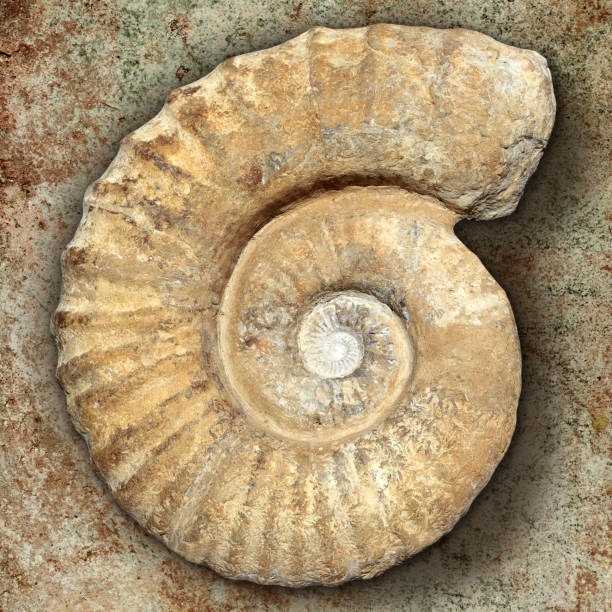 istock fossil spiral snail stone real ancient petrified shell 1334278047