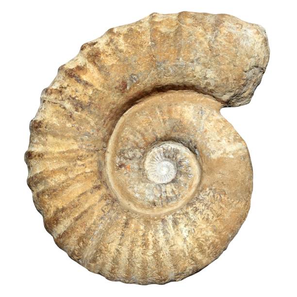 istock fossil spiral snail stone real ancient petrified shell 1334278182