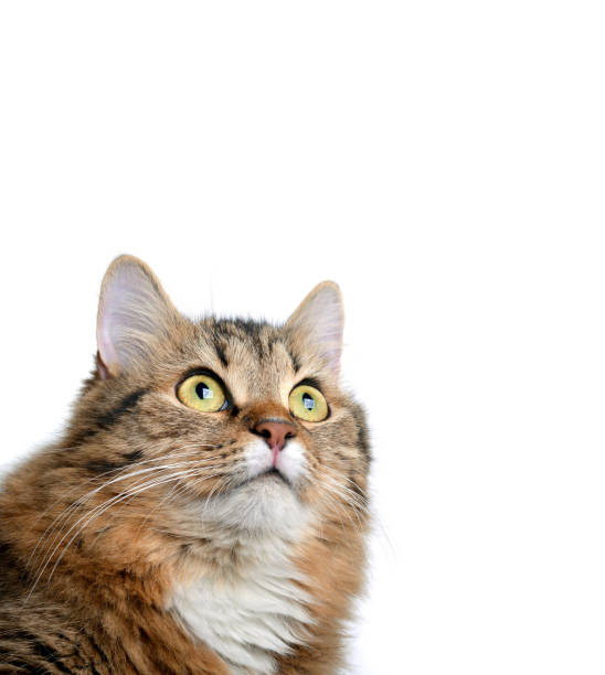 istock The cat's looking up. 1334279299