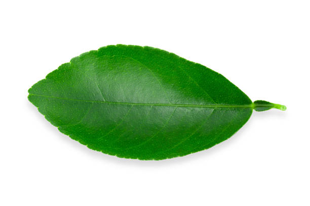 istock Citrus leaves isolated on a white background 1334280562