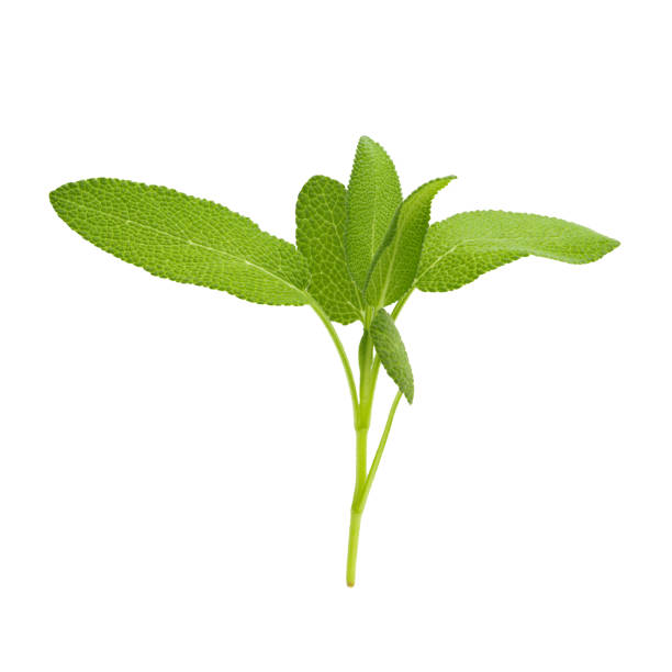 istock Sage plant isolated on a white background 1334280575