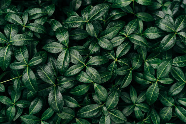 istock Dark green leaves pattern background, Natural background and wallpaper. Black tropical abstract green grass texture. Ornamental plant in the garden. Eco wall. Organic natural background 1334281964