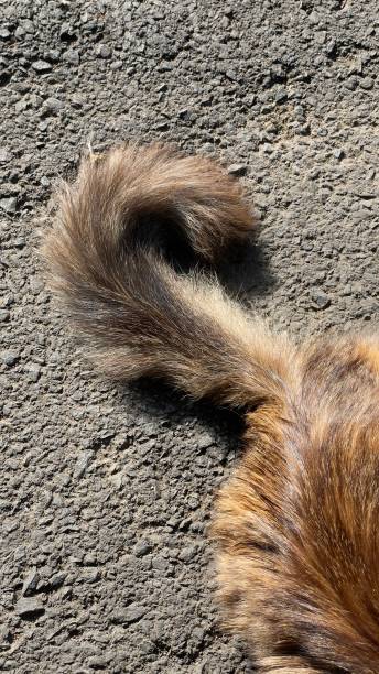 istock A cute cat’s tail in the street 1334282092