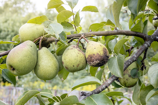 ripe healthy pears hang next to the rotten one on the same branch