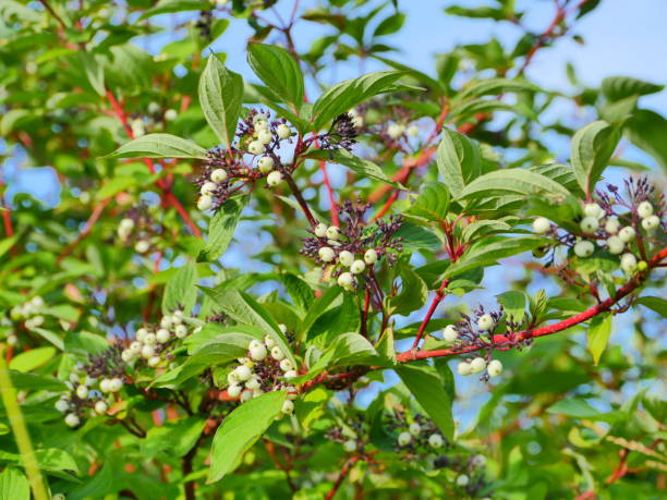 istock Sorbus cashmiriana 1334282717