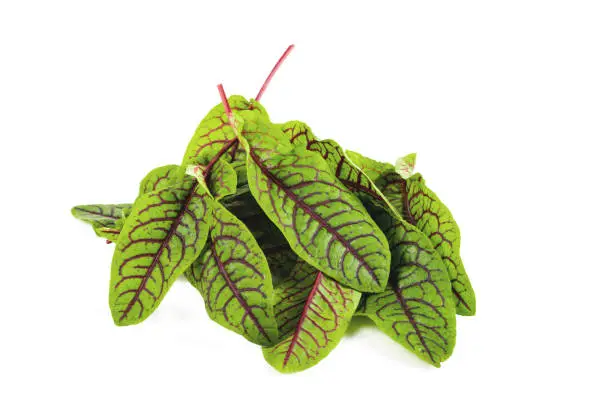 fresh red veined sorrel leaves isolated on the white background