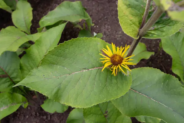 Elecampane or horse-heal or elfdock or Inula helenium plant with leaves and bright yellow ray flower head