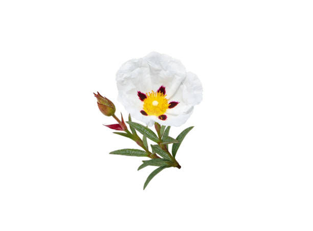 Labdanum  or cistus ladanifer or gum rockrose flower isolated on white Labdanum flower isolated on white. Cistus ladanifer or gum rockrose plant. papery stock pictures, royalty-free photos & images
