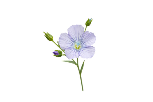 len lub linum usitatissimum niebieski kwiat i pąki gałąź wyizolowana na białym - common flax zdjęcia i obrazy z banku zdjęć