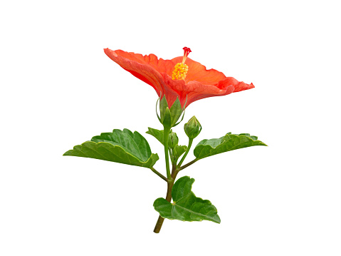 Hibiscus bright red tropical flower branch isolated on white. China rose plant. Malaysia national symbol.