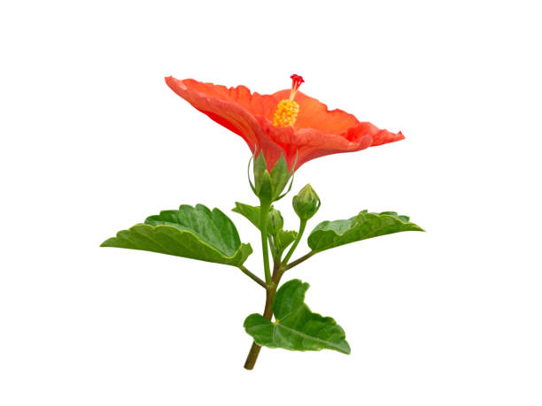 Hibiscus bright red tropical flower branch isolated on white. China rose plant Hibiscus bright red tropical flower branch isolated on white. China rose plant. Malaysia national symbol. rosa chinensis stock pictures, royalty-free photos & images
